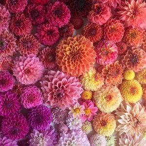 Meet your Posher, Loreta